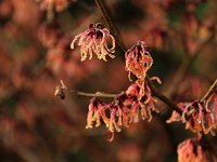 Hamamelis Boehljes Feuerzauber 2016 01 23 8967